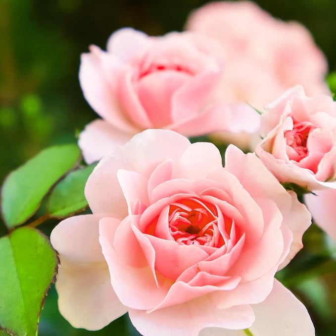 __DEFAULT__
