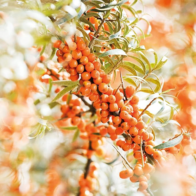 Sea Buckthorn
